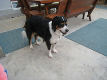 Belaja (Berner Sennenhund-Mix )