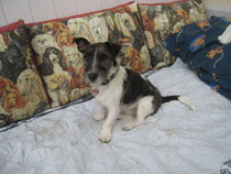 Wasabi ( Jack-Russell-Terrier )