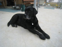 Jenny ( Labrador )