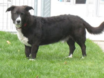 Pipo ( Dackel-Appenzellerhund-Mix )