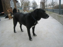 Sally (Labrador-Mix )