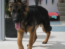 Max ( Deutscher Schäferhund )