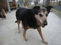 Roxy (Schäferhund-Rottweiler Mix )