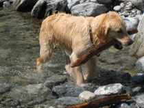 Tschessy ( Golden Retriever )