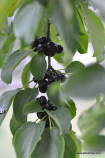 Rhamnus carthatica - Gemeiner Kreuzdorn - Wildsträucher - Heckensträucher - Nerprun purgatif - Spinocervino - Wildstrauch
