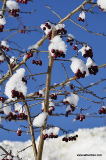 Crataegus laevigata - Zweigriffliger Weissdorn - Wildbeeren - Aubépine épineuse - Epine blanche - Biancospino selvatico - Wildbeere - Wildfrüchte