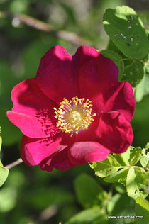 Rosa gallica "Officinalis" - Apotheker-Rose - "Officinalis" Rosier de Provins - Rosa serpeggiante var. "Officinalis" - Historische Rose - Arzneirose - Duftrose - Ökologie - Red Rose of Lancaster