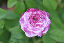 Rosa gallica "Conditorum" - Rosa hungarica - Konditor-Rose - Zuckerrose - Ungarische Rose - Rose de Hongrie - RoseTidbit - -Historische Rose-Arzneirose - Duftrose - Ökologie