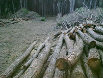 Taglio alberi in pineta