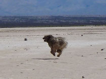 Farouche en levitation