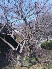 栗2本(手前)と梅2本(奥)