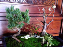 花を咲かせた梅と松竹南天