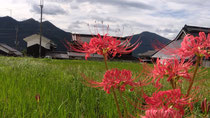 田んぼと彼岸花(昨年の画像)