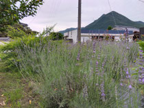 当宿北側の花畑