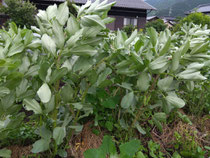実をつけ始めたソラマメ