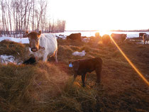 Sunset in one of the calf 'nests' we built in the spring.