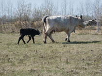 Cow and newborn calf