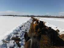 Moving the cows from nest to nest.