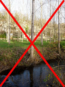 Eviter la plantation de peuplier en bordure de rivière