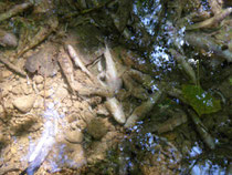 photo mortalité piscicole