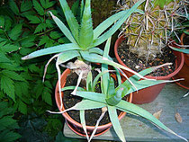 aloe