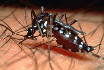 Avant la piqûre... le coupable moustique Aedes facilement reconnaissable ?