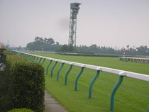 新潟レースコース概要