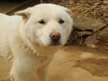 Un chien trop vieux