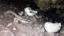 野底遺跡では、約200~300年前の人骨が出土した=12日午前、同遺跡