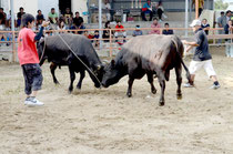 筋肉質で重量が1㌧近い闘牛が激しい闘いを繰り広げた=八重山闘牛場、大川