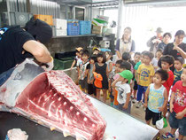 本マグロの解体作業に見入る子どもたち=17日午前、マルゲン水産