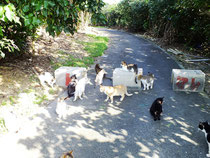 無責任な飼い主によって捨てられた猫たち