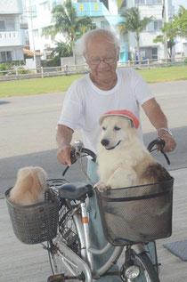 1日に朝夕数回の散歩が日課。家では吠える2匹も、自転車に乗るとおとなしい=登野城漁港