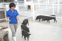 ミニブタなどの小動物と触れ合うことも