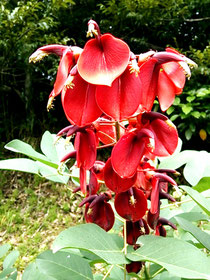 真紅の花を咲かせるアメリカデイゴ(長南弘子さん提供)