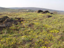 Blick von den Retzer Trockenrasen auf die bewaldeten Ausläufer des Manhartsberges