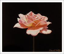 Daniel Montoya Flowers Pink Rose