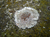 Lecanora muralis – Pont des Arts