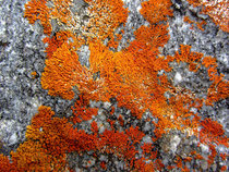 Xanthoria elegans - Spitzberg