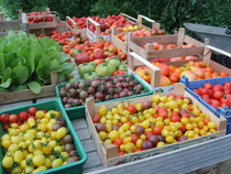 Tomaten-Raritäten