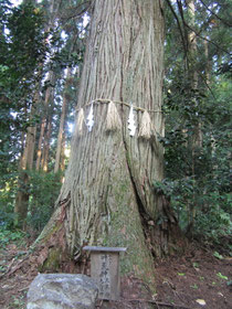 木野山神社御神木