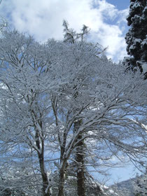 雪化粧