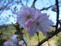 八重桜