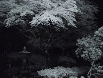 真夜中の雪化粧