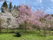 参道右側の桜