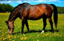 馬ってどんな動物 知っておきたい１０のこと 安心の乗馬体験 愛知の乗馬クラブ