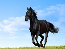 馬ってどんな動物 知っておきたい１０のこと 安心の乗馬体験 愛知