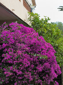 Wir verabschieden uns von der Cote d'Azur mit den vielen Blütensträuchern, die wunderschön in rosa, rot, violett oder weiß blühen. Der Oleander und die Bougainvillea blühen zur Zeit besonders intensiv.