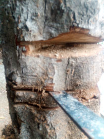 Taille de bois.
