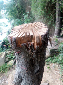 Sculpture druidique.
